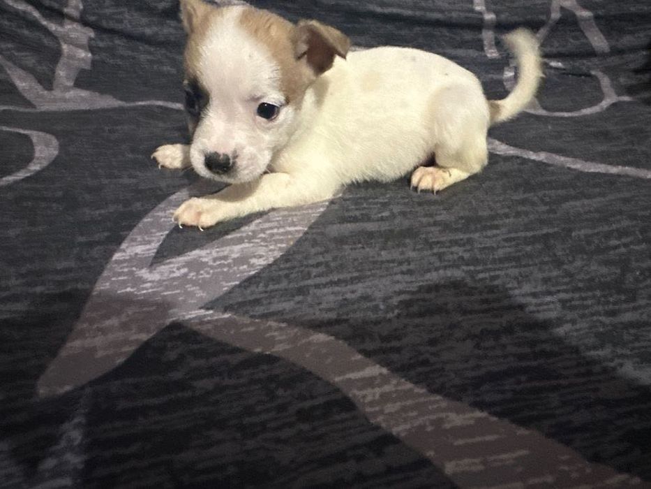 Подарявам кученца