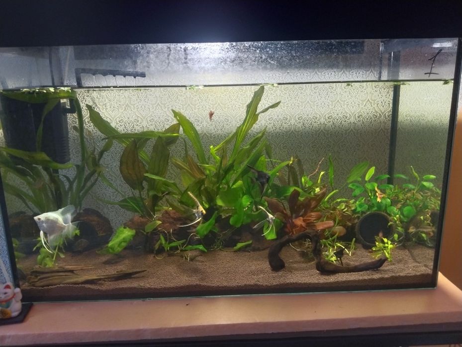 Растения для аквариума