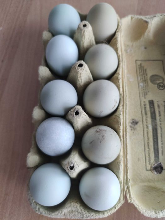 Oua pentru incubat araucana (verzi)