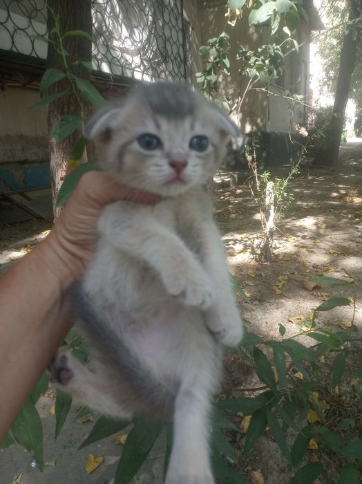 Продается котёнок