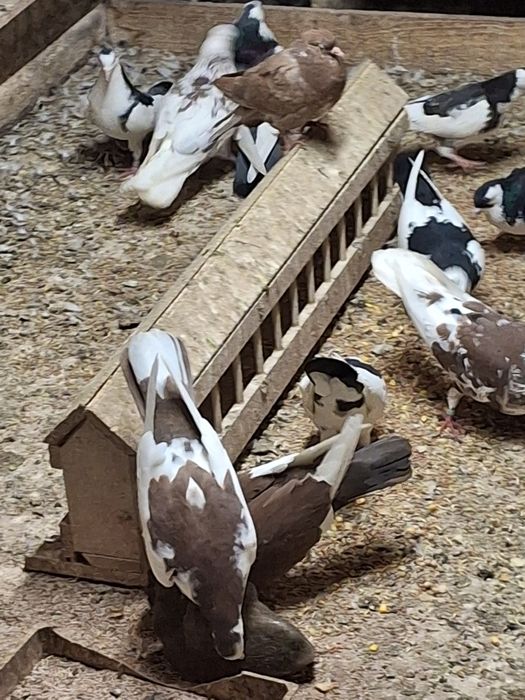 Пазарджишки високолетачи гълаби