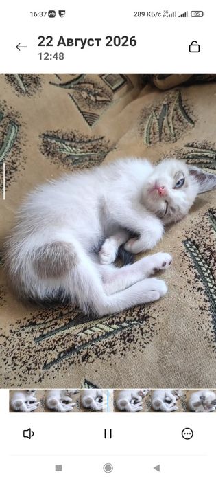 Котёнок девочка 2,5 месяца