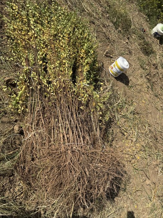 Вяз (карагач) оптом