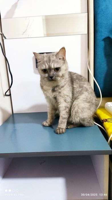 Ona mushuk sotiladii