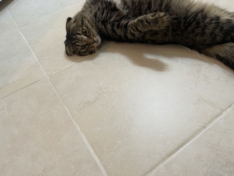 Кошечка кошечка кошечка ищет дом