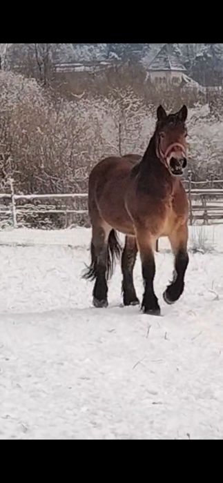 De vânzare mânză!