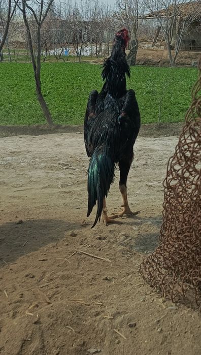 Salomaleykum  shular sotiladi