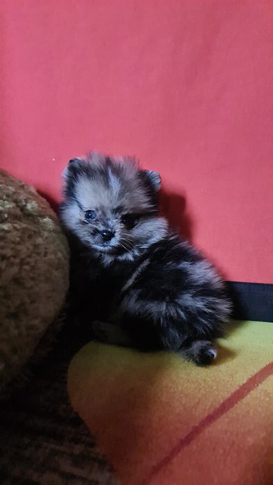 Шпиц померанский девочка и мальчик