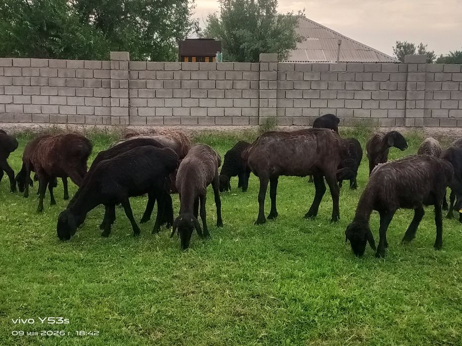 Тұсақ салуық аралас сатылады 26 бас