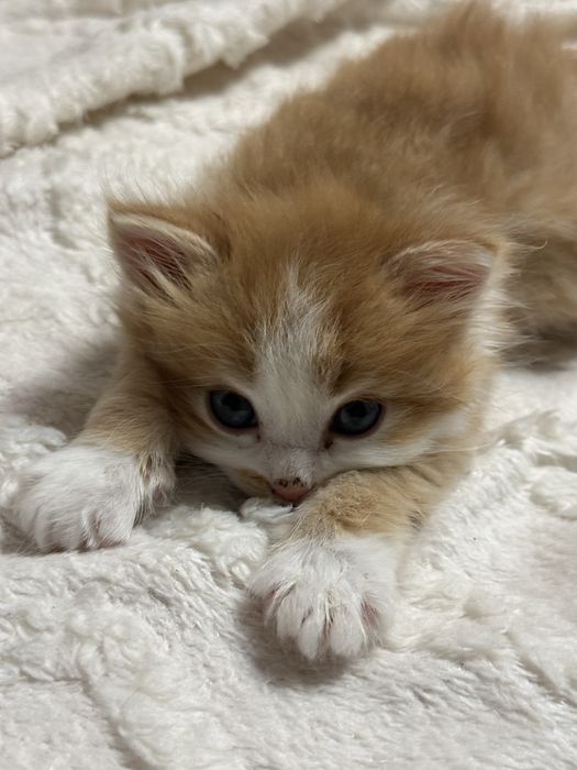 Котенок 2-3 месяца