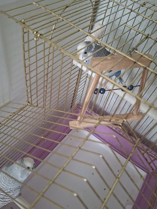 Продам волнистых попугаев