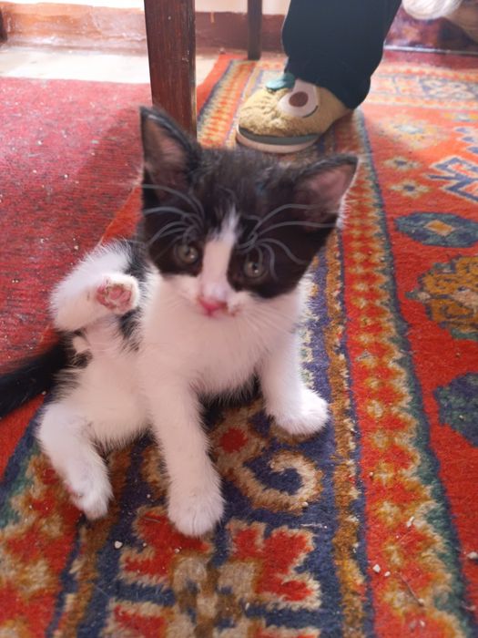 Продаются котята недорого 200.000 звоните