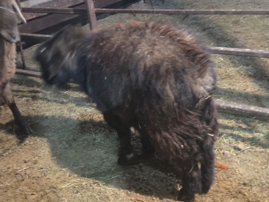 Продаю коз от 25000 тенге