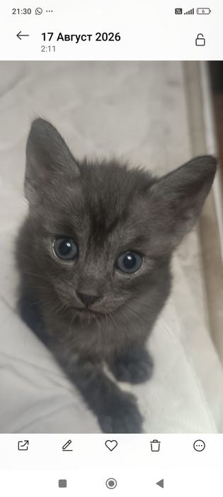 Котята в добрые  руки