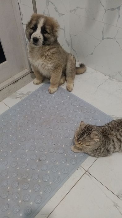 Alabay kavkaz 45kunlik