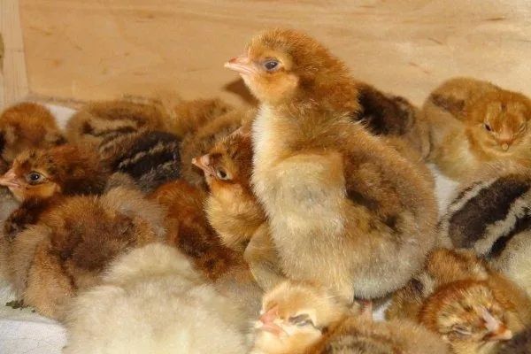 Инкубационные яйца кучинская юбилейная чистокровные