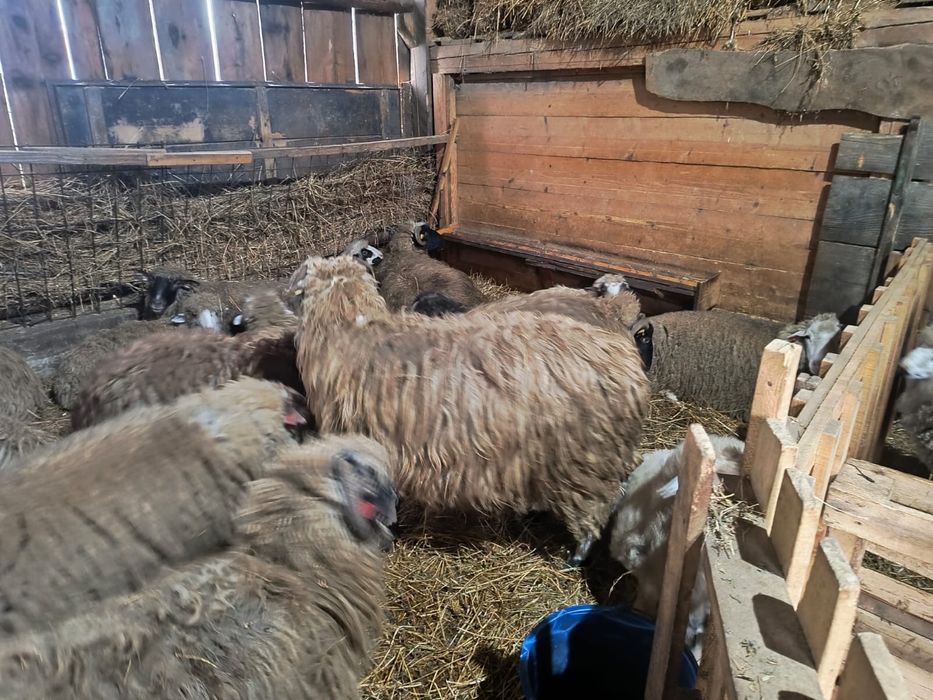 Oi si miei de vanzare