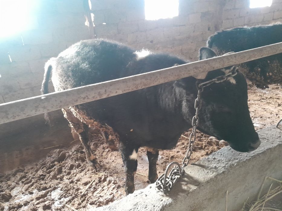 огыз сатылады 500000