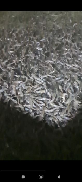 Afrika laqqasi sotiladi 10 sm dan 20 sm gacha kisloroddan chiqqan