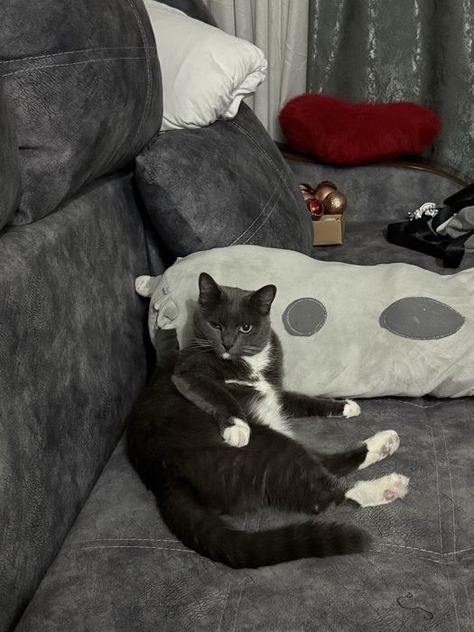 Отдам кота ласковый