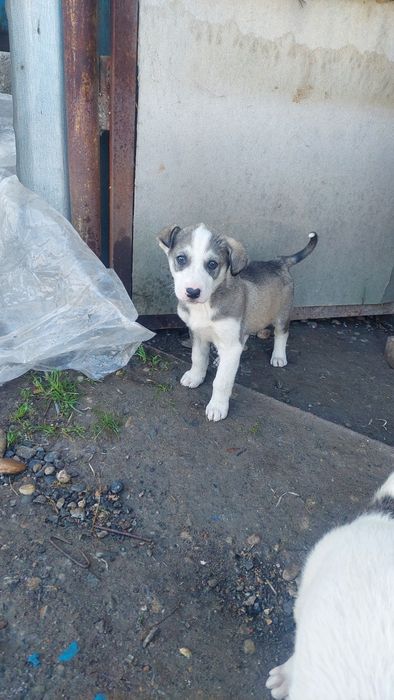 Шенята. Бесплатно.г. Шымкент.