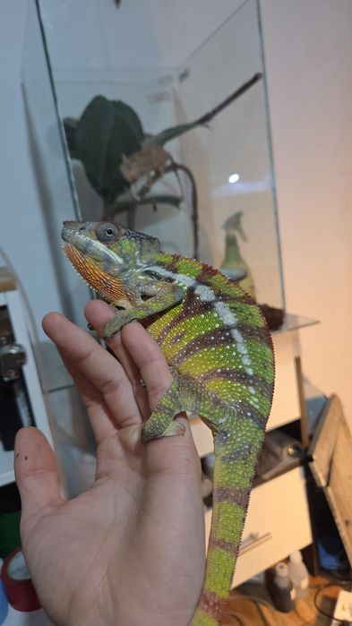 Furcifer pardalis cameleon