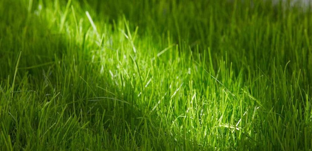 Gazon seminte DLF Trifolium Danemarca ofertă
