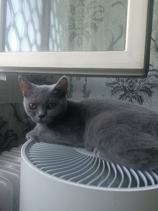 Продаётся Скотиш Страйт девочка