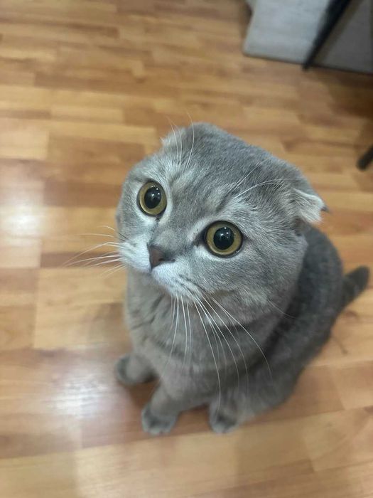 Серебристая шиншилла (фолд) продается