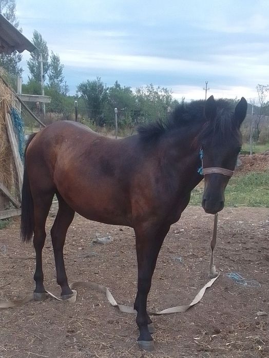 De vânzare mânză friz sau schimb pe vaca