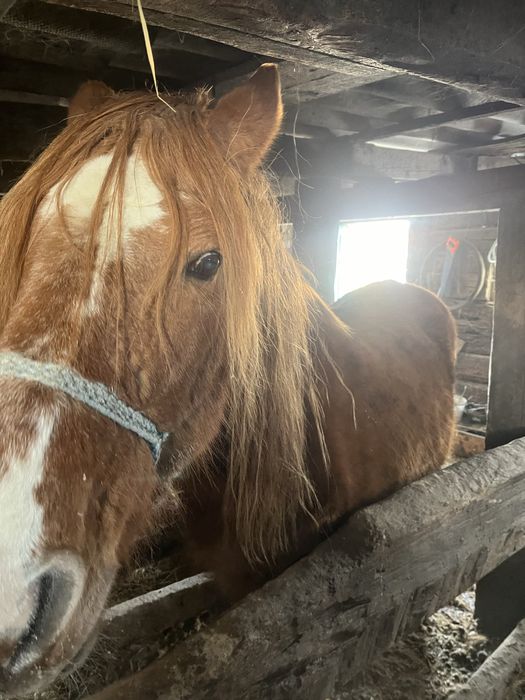 Продам кобылу либо обмен на жеребят