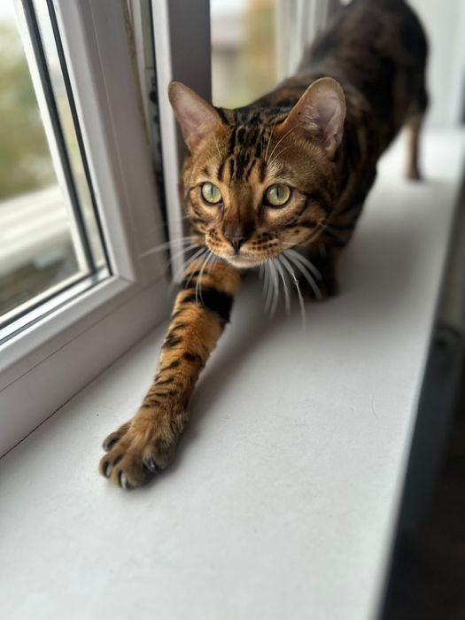 Вязка бенгала