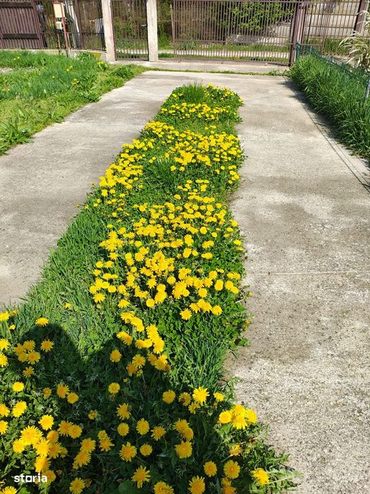 Casă cu teren generos la marginea Parcului Dendrologic