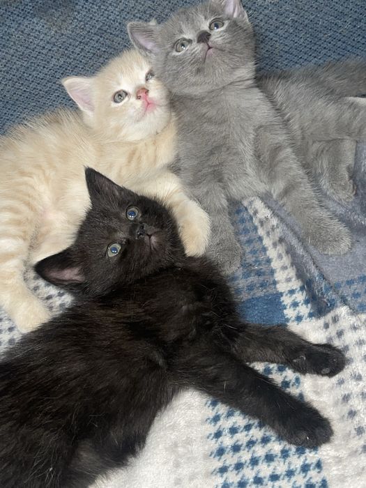 Котята скоттиш страйт