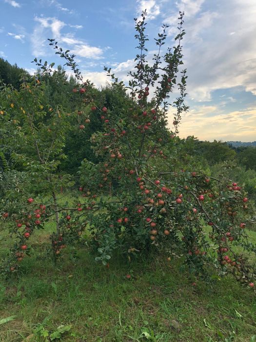 Teren intravilian Telega