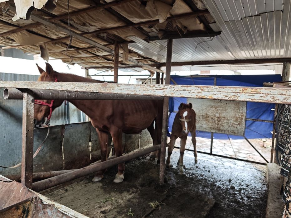 Сауын бие кулынымен