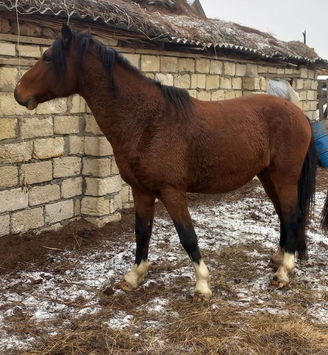 Айғыр сатылады 5қасқа