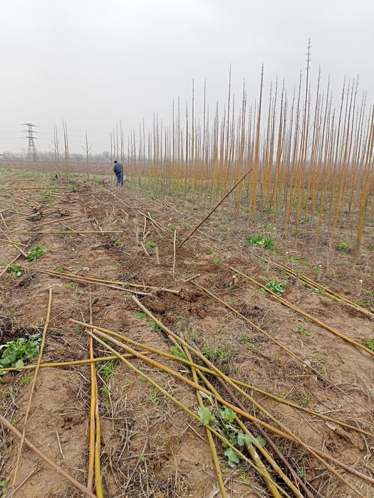 Павловния оригинал сорт Шанг тонг в большом асортимнте