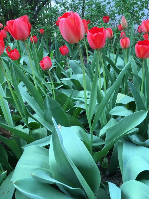 Продам тюльпаны местные