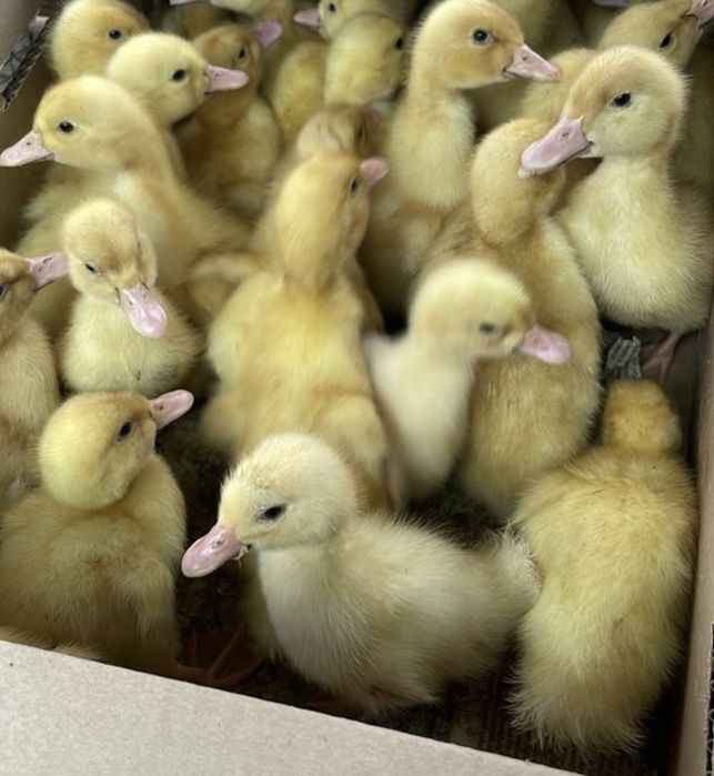 28 наурыздан бастап кустар сатылымда!!