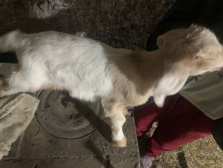 козлята молочные породы