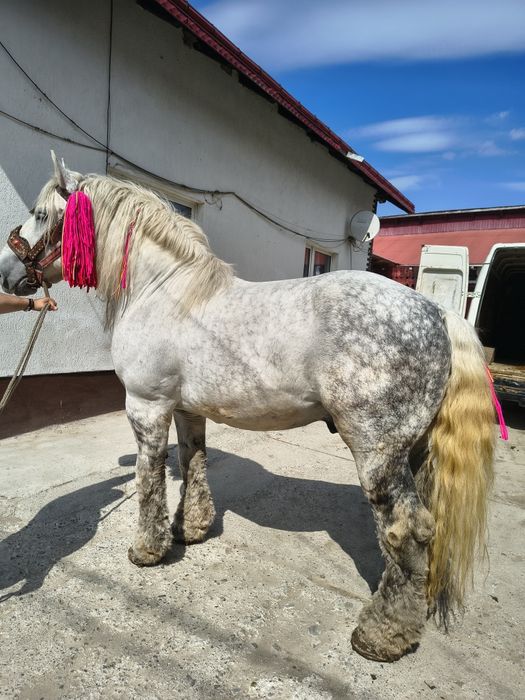 Vând harmasar de 8 ani foarte cuminte lucrat la pădure