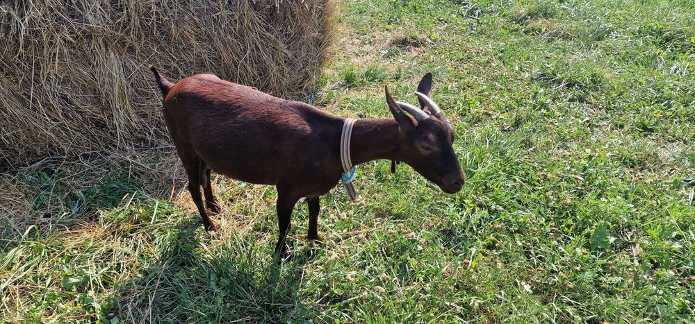 Capra sannen  o iedita metis șaten cu anglonubian si 1  capra  murciano de granadina