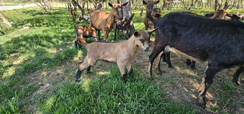 Vand 2 țapi Alpini Francezi