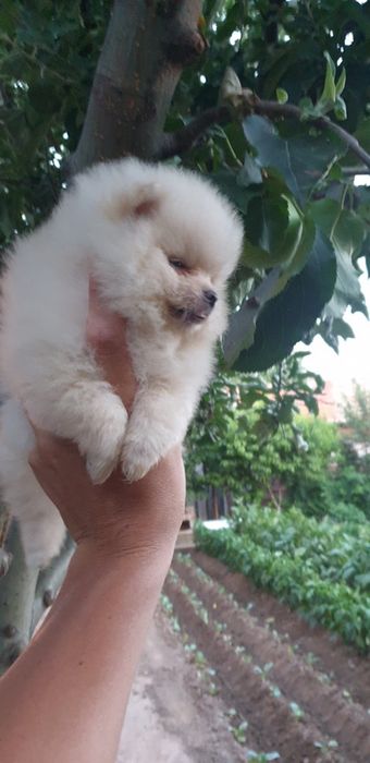 Померан мини