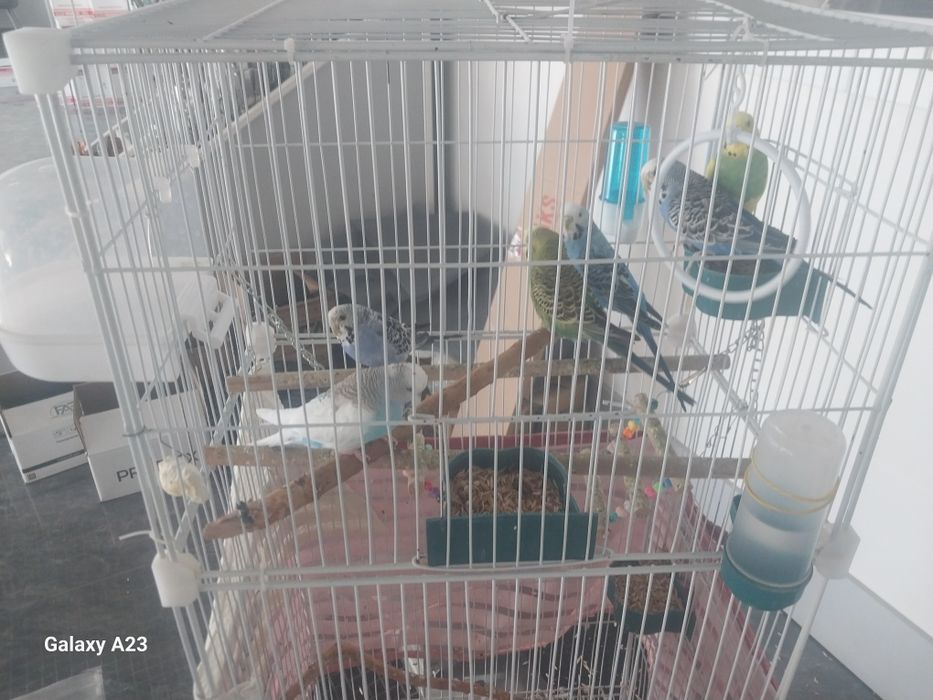 Попугай волнистые 6 штук