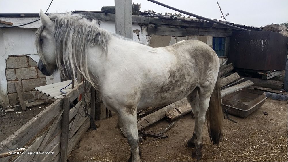 Ағыр полу тяжеловес