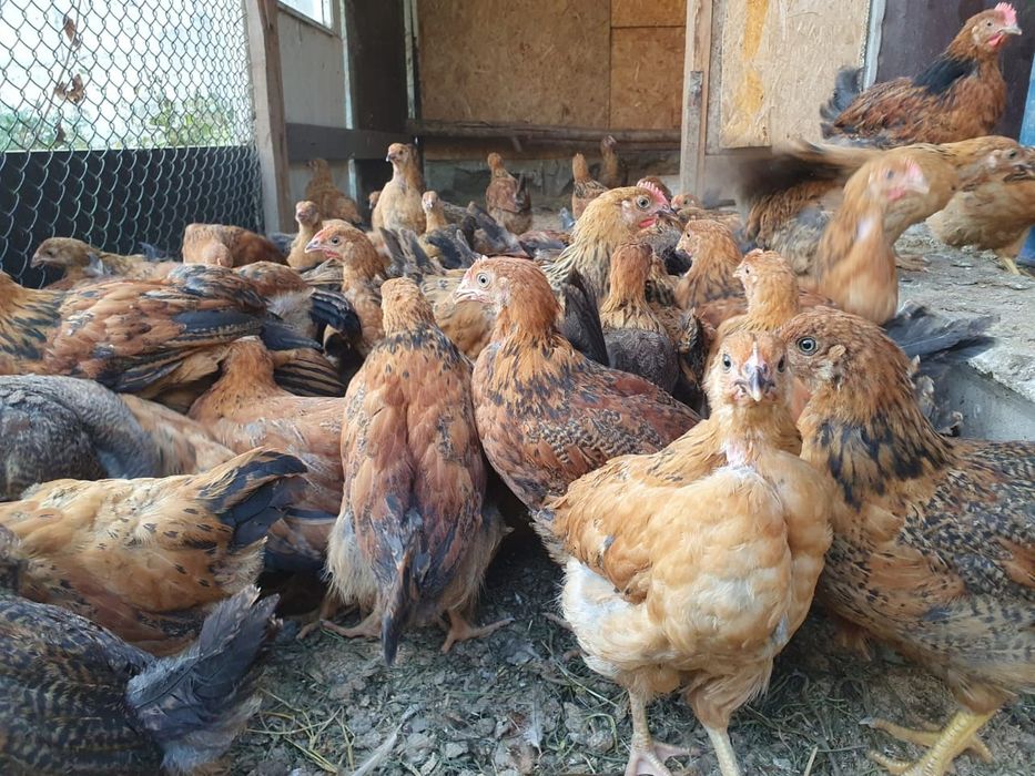 Продам цыплят подрощенных