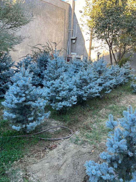 Арча, ёлка голубая,  редкой окраски- "Серебристо -фосфорная"