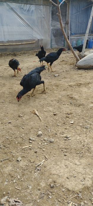 Бойцовые курицы Макиёнлар сотилади